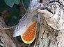 anolis